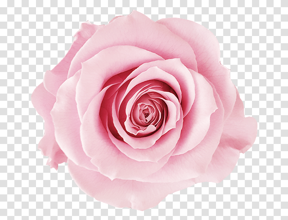 Hd 918x1148 Pink Roses V75 Wallpapers White Pink Rose, Flower, Plant, Blossom, Petal Transparent Png