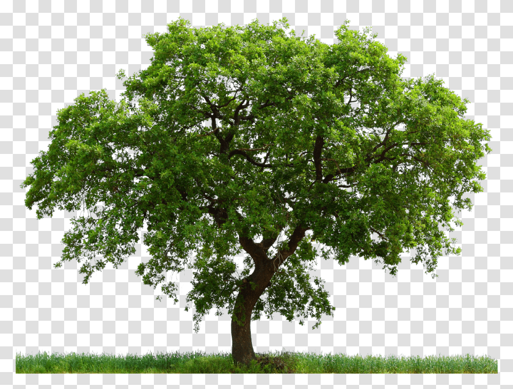 Hd Avocado Tree White Background Free 423457 Images Background Oak Tree Clipart, Plant, Tree Trunk, Sycamore, Maple Transparent Png