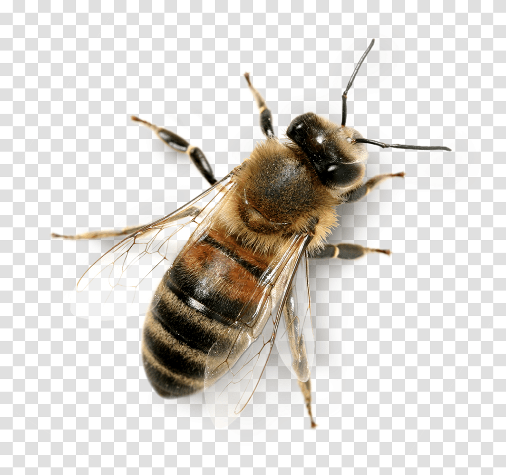 Hd Background Honey Bee Background Honey Bee, Insect, Invertebrate, Animal, Apidae Transparent Png