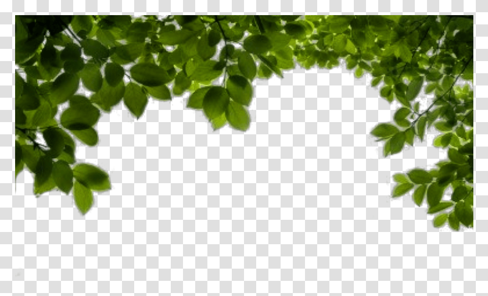 Hd Background, Leaf, Plant, Vegetation, Animal Transparent Png