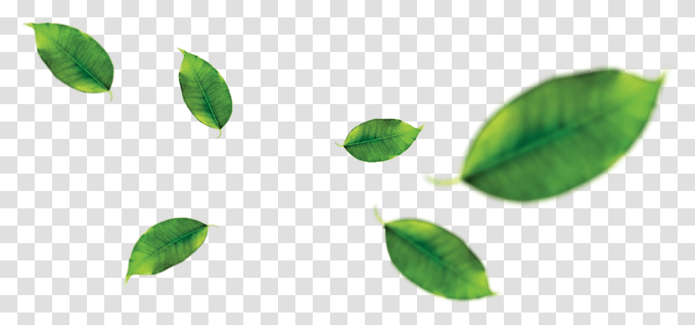 Hd Banana Leaves Orange Fruit Leaf Clipart, Plant, Green, Flower, Veins Transparent Png