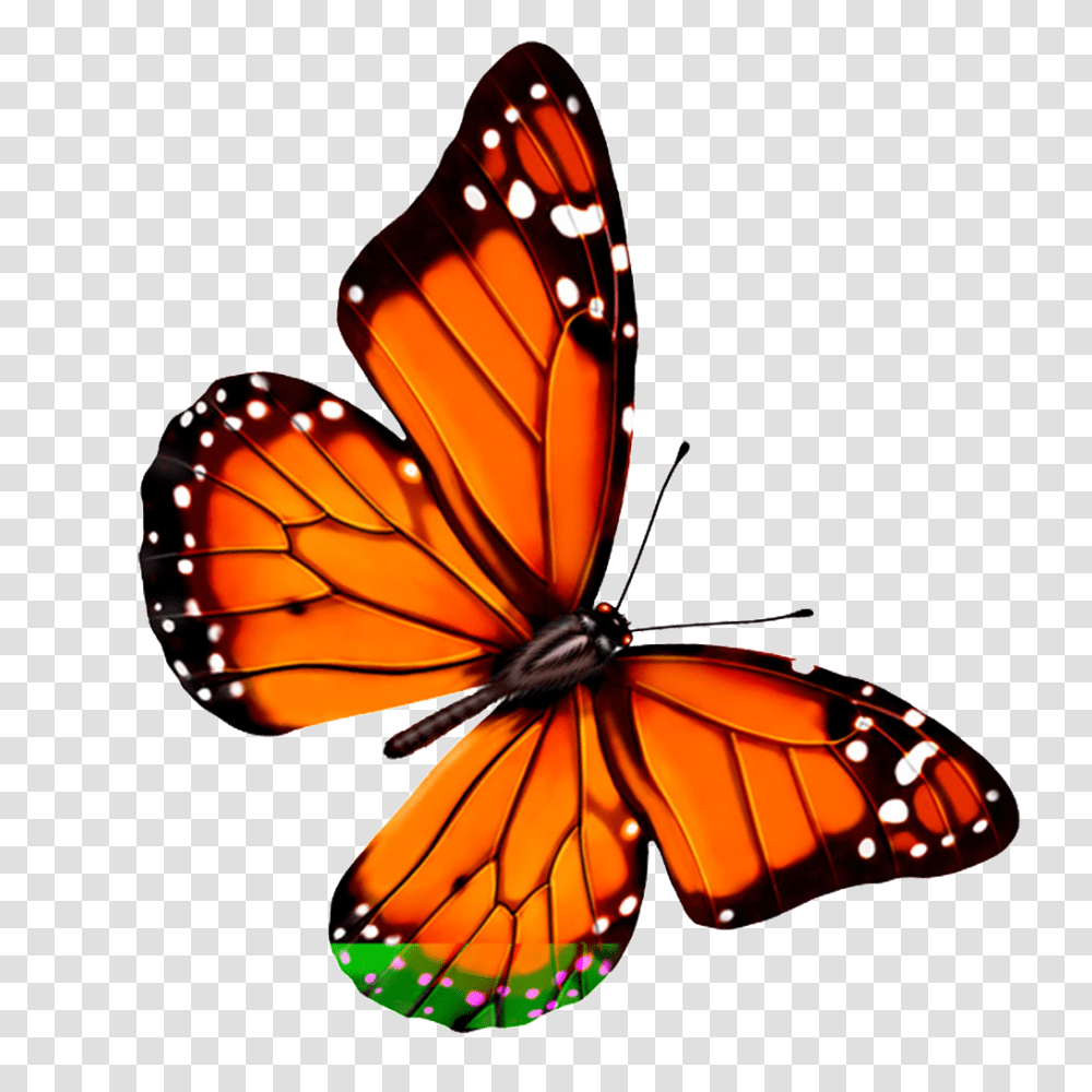 Hd Beautiful Colorful Butterfly Free Download Vector, Monarch, Insect, Invertebrate, Animal Transparent Png