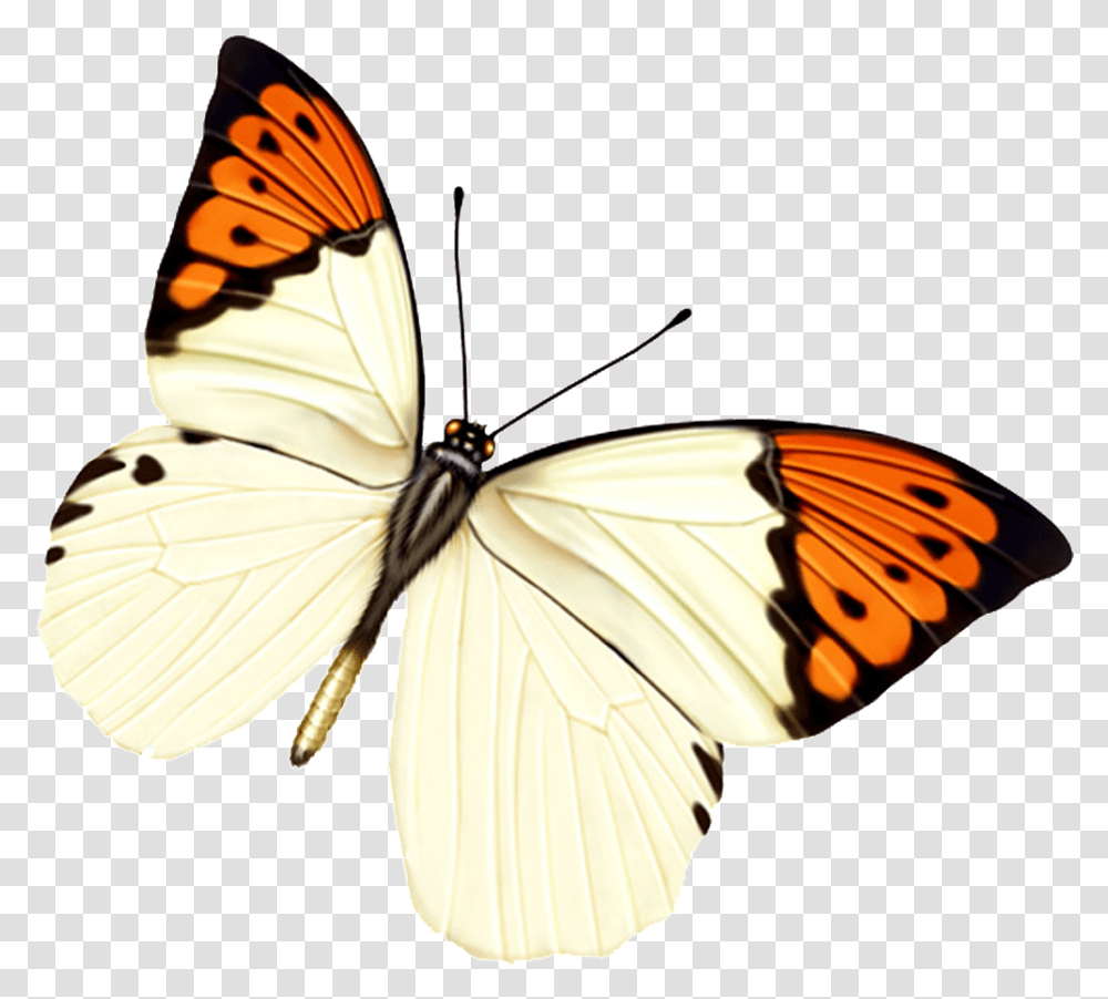 Hd Beautiful Colorful Butterfly Papel De Parede De Borboleta Rosa, Insect, Invertebrate, Animal, Monarch Transparent Png