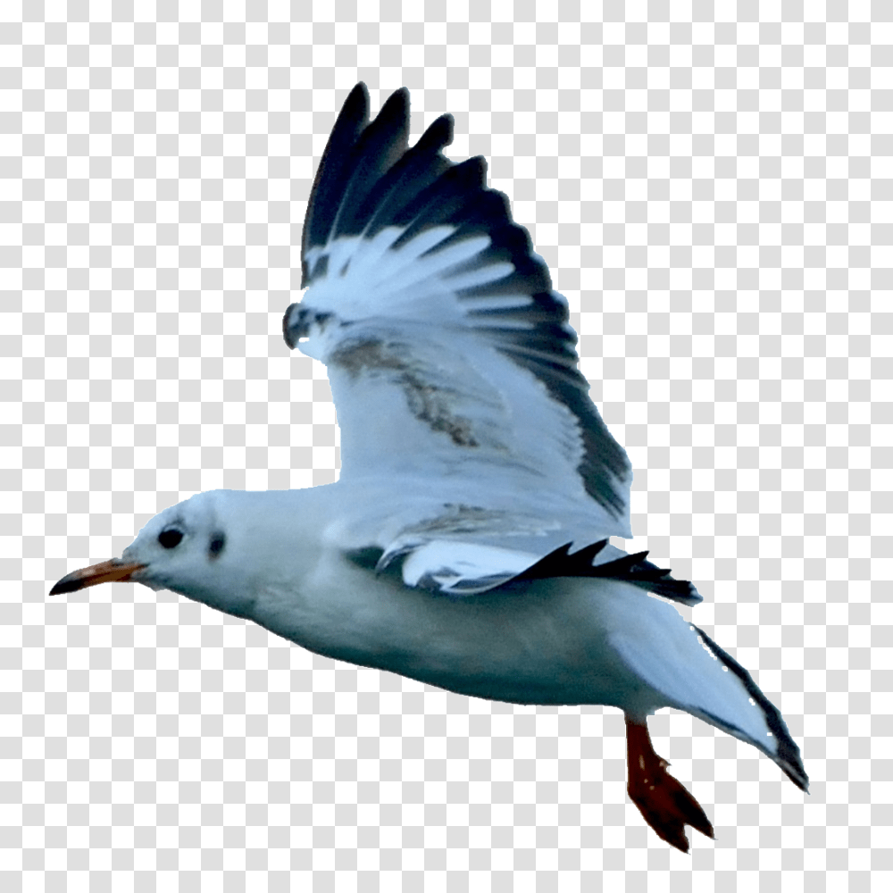 Hd Beautiful Seagull Static Free Download Vector, Bird, Animal, Flying, Jay Transparent Png
