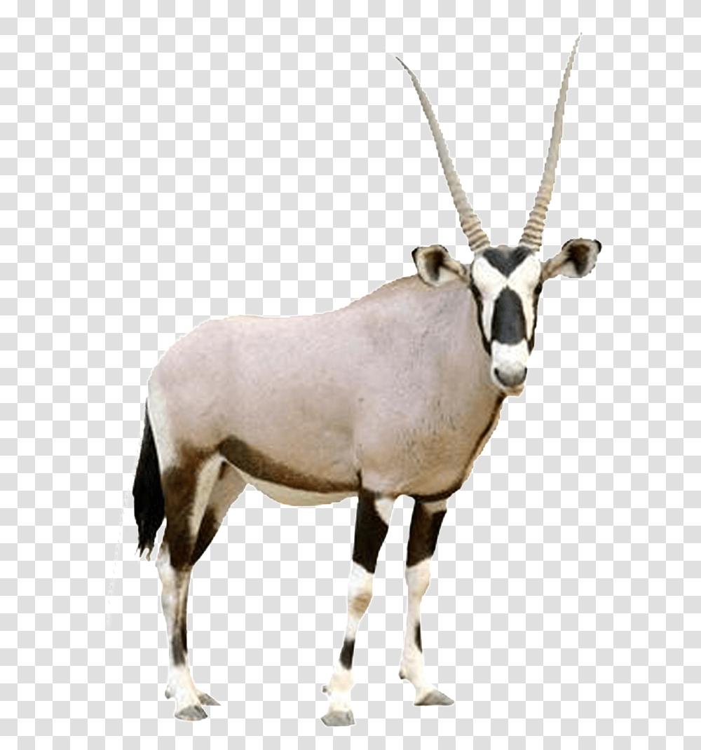 Hd Beautiful Tibetan Antelope Static Animal Would I Be Quiz, Wildlife, Mammal, Gazelle, Impala Transparent Png