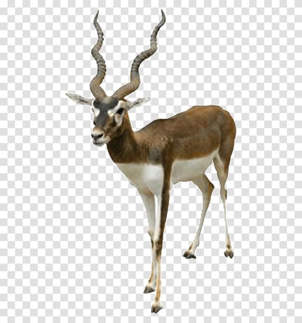 Hd Beautiful Tibetan Antelope Static Clipart Of Black Buck, Wildlife, Mammal, Animal, Impala Transparent Png