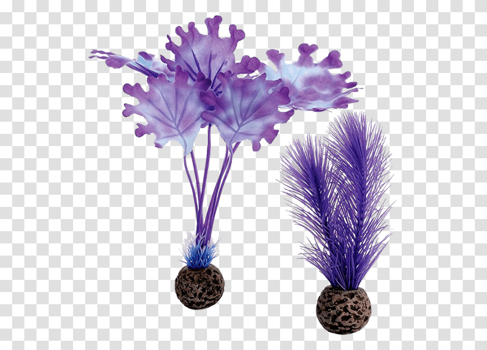 Hd Biorb Purple Kelp Purple Kelp, Plant, Flower, Blossom, Palm Tree Transparent Png