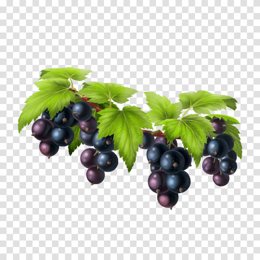 Hd Black Grapes Image Free Download Currant, Plant, Fruit, Food, Blueberry Transparent Png
