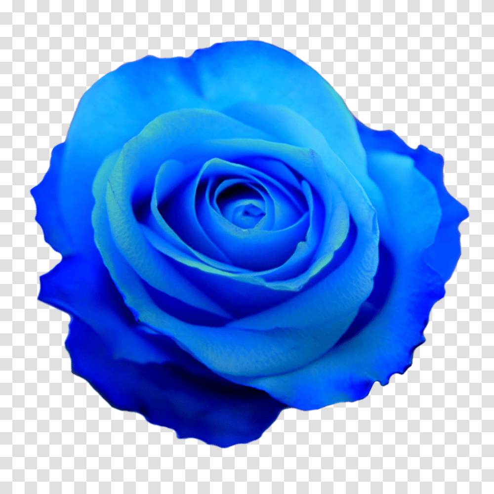 Hd Blue Flower Crown Blue Flower No Background, Rose, Plant, Blossom, Petal Transparent Png