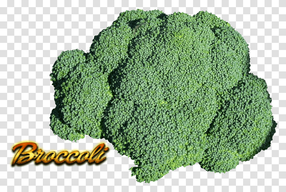 Hd Broccoli Image Superfood, Plant, Vegetable Transparent Png