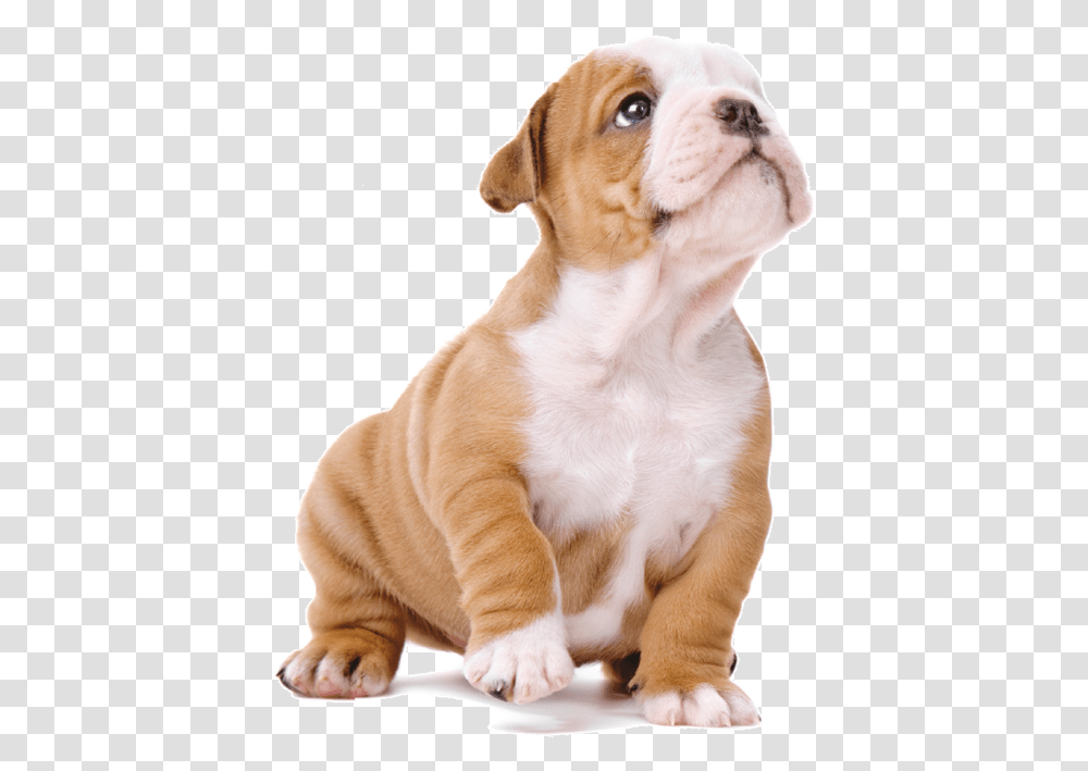 Hd Cachorro Imagem De Cachorro De, Dog, Pet, Canine, Animal Transparent Png