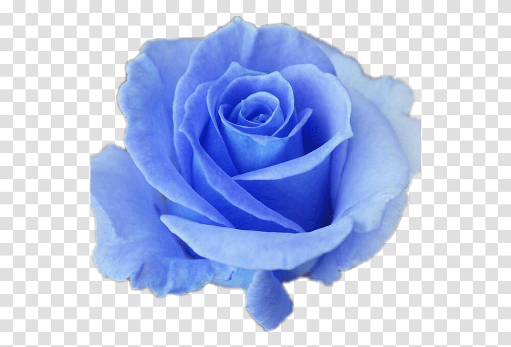 Hd Collection Of Free Roses 1007236 Good Morning Friday Blue Rose, Flower, Plant, Blossom, Petal Transparent Png
