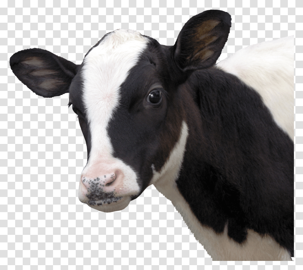 Hd Cow Download Vaca Transparent Png