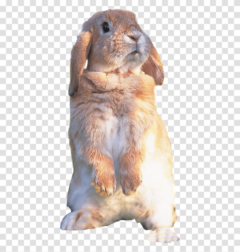 Hd Cute Rabbit Rabbit Static Cute Rabbit, Rodent, Mammal, Animal, Pet Transparent Png