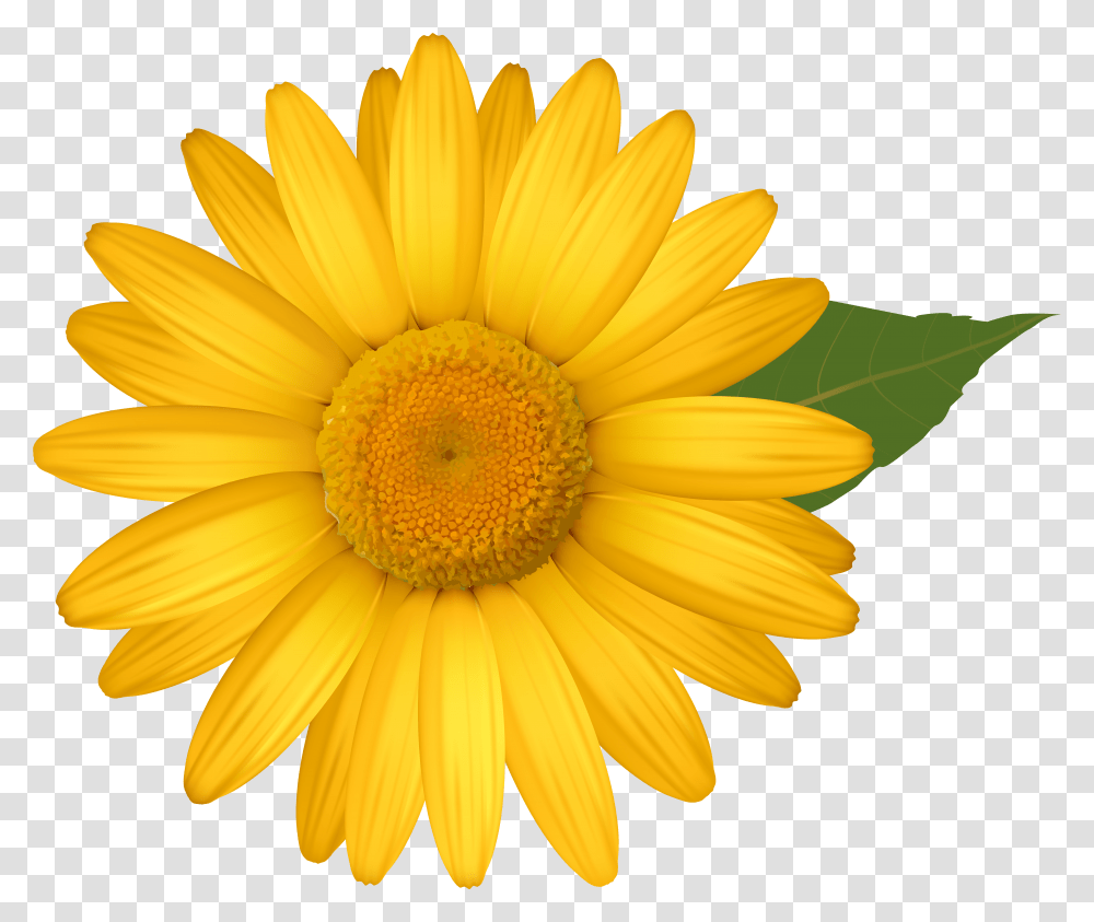 Hd Daisy Image Yellow Daisy Flower Clipart Transparent Png