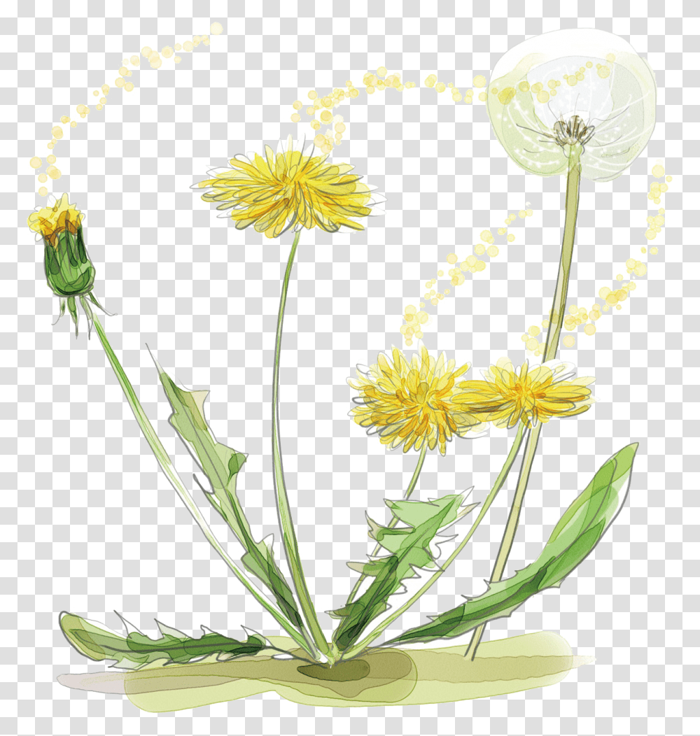 Hd Dandelion Watercolor Watercolour And Ink Dandelion, Plant, Flower, Blossom, Asteraceae Transparent Png