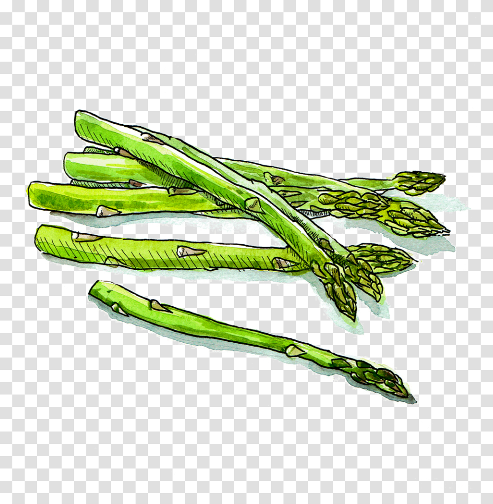 Hd Download Asparagus, Plant, Food, Vegetable, Produce Transparent Png