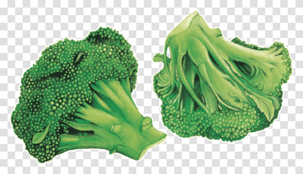 Hd Download Broccoli, Vegetable, Plant, Food Transparent Png