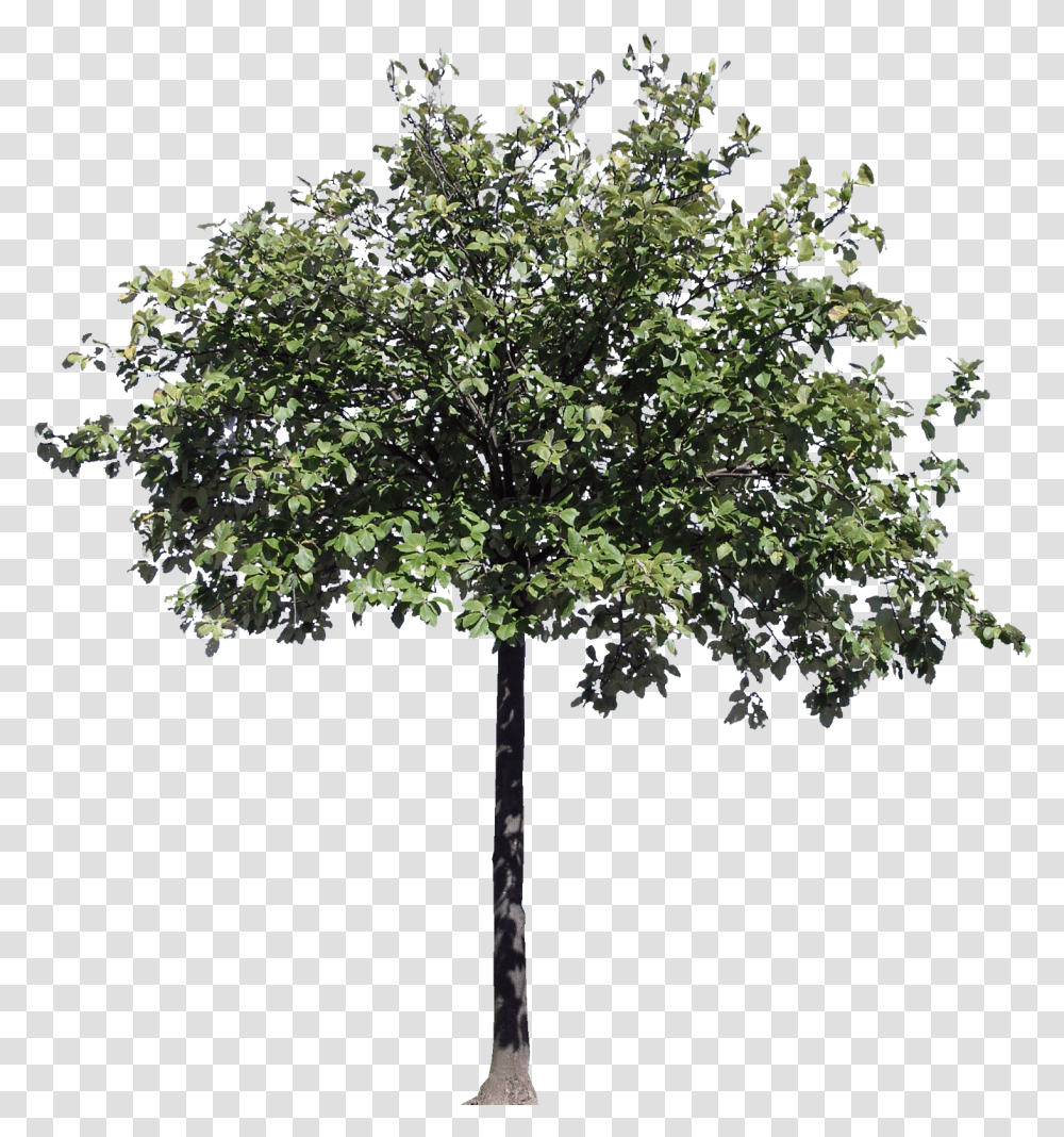 Hd Download Trees Section Architecture, Plant, Maple, Oak, Cross Transparent Png