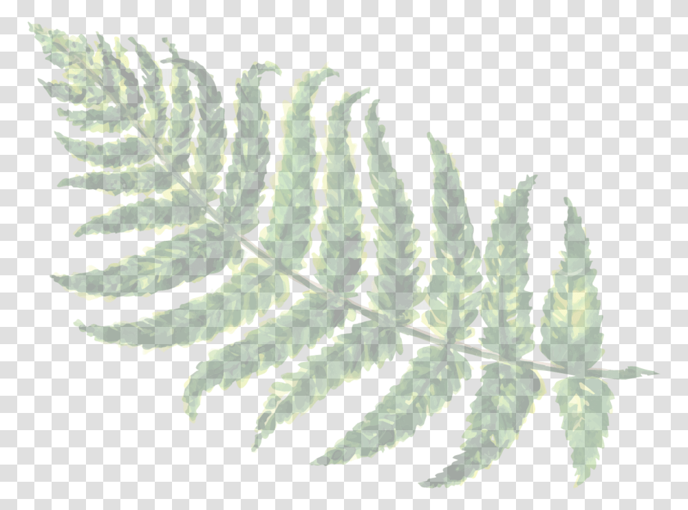 Hd Ferns Image Fern, Plant, Flower, Blossom, Leaf Transparent Png