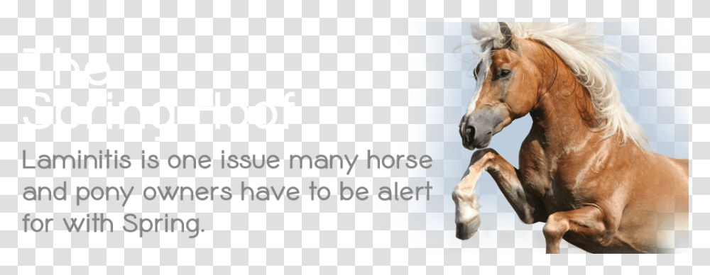 Hd For The That Stallion, Horse, Mammal, Animal, Pet Transparent Png