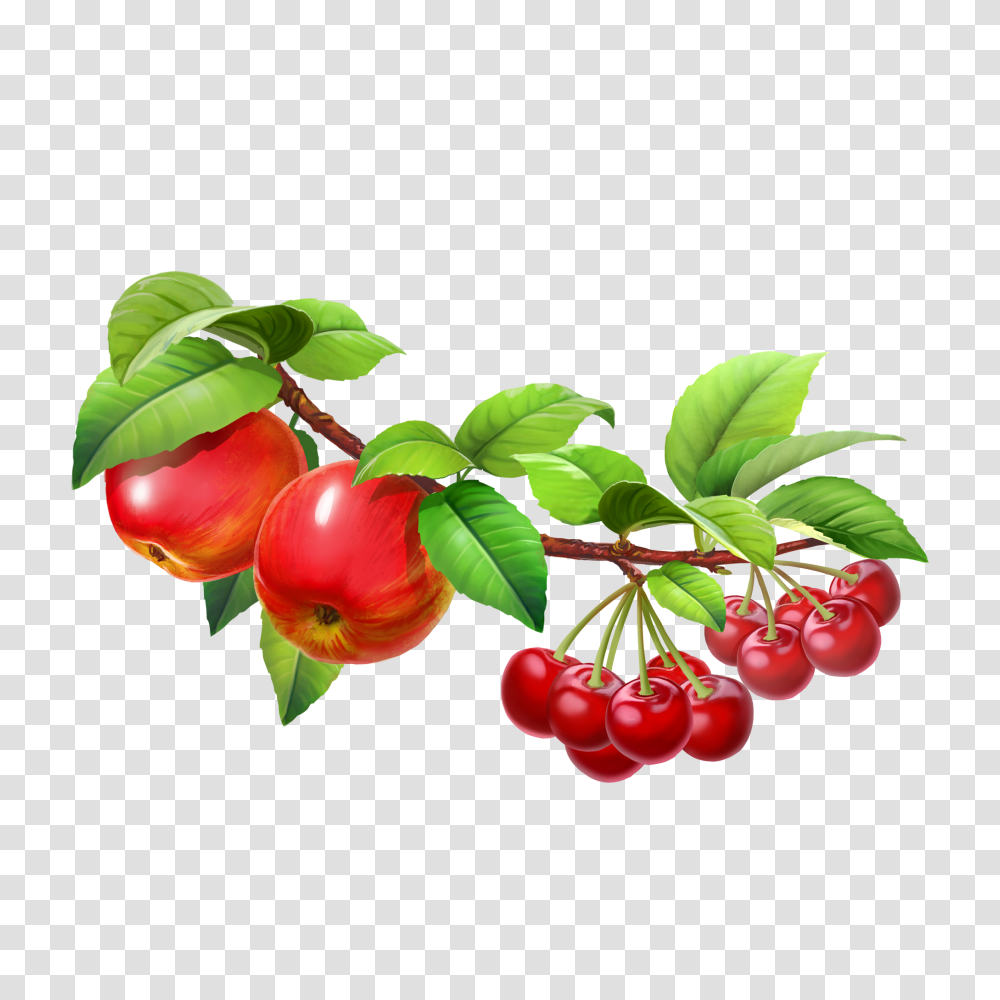 Hd Fruit Tree Image Free Tree With Fruits, Plant, Food, Cherry, Apple Transparent Png