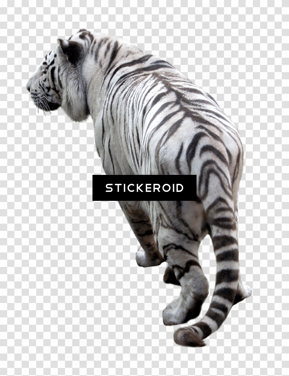 Hd Full Background, Tiger, Wildlife, Mammal, Animal Transparent Png