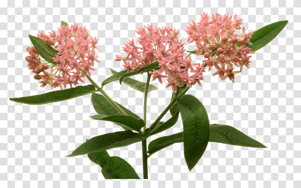Hd General Information Hollow Joe Pye Weed, Plant, Flower, Acanthaceae, Petal Transparent Png