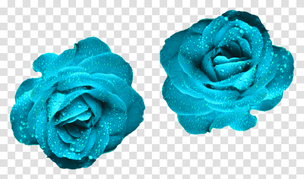 Hd Glowing Blue Roses Color Turquoise Teal Color Flowers, Plant, Blossom, Petal, Geranium Transparent Png