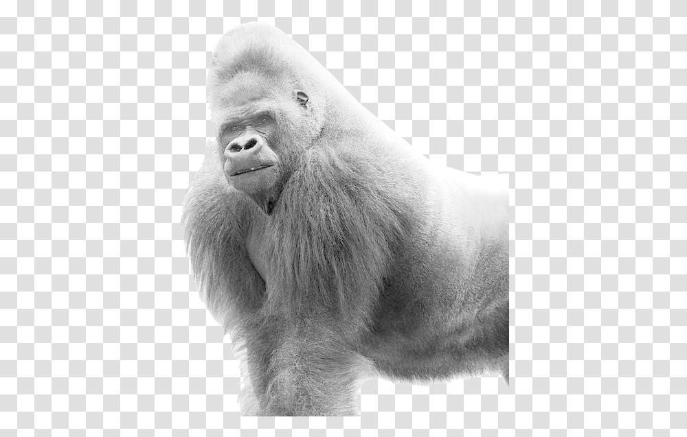 Hd Gorilla Image White Gorilla, Ape, Wildlife, Mammal, Animal Transparent Png