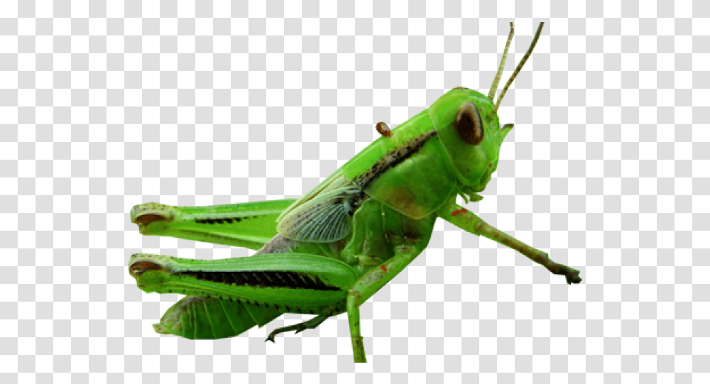 Hd Grasshopper Clipart Grasshopper, Insect, Invertebrate, Animal, Grasshoper Transparent Png