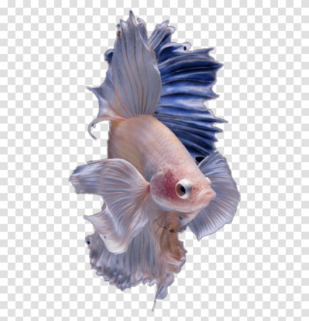 Hd Halfmoon Betta Fish, Animal, Bird, Sea Life, Goldfish Transparent Png