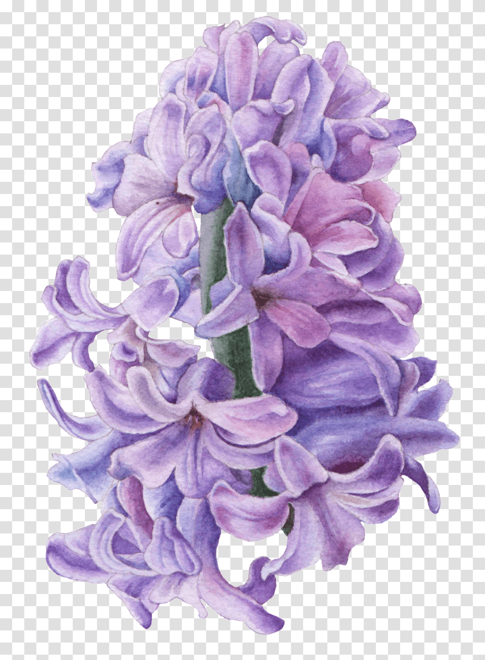 Hd Hand Drawn Hyacinth Flower Purple Hyacinth Hyacinth Flower Drawing, Plant, Geranium, Rose Transparent Png