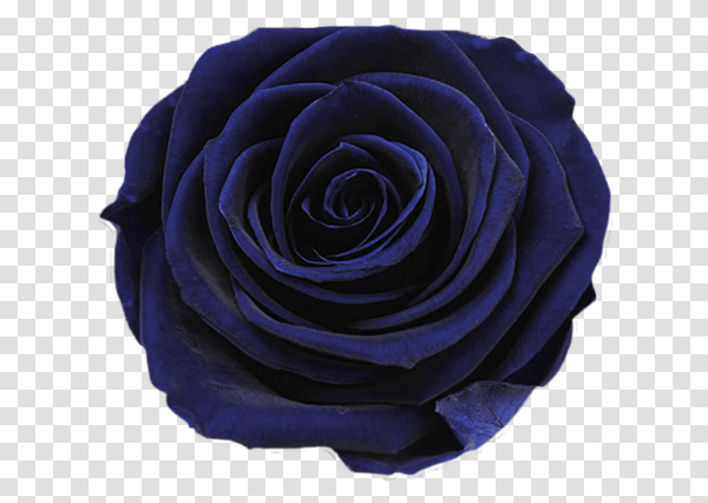 Hd Ice Rose Dark Blue Dark Blue Flower 969893 Dark Blue Rose, Plant Transparent Png