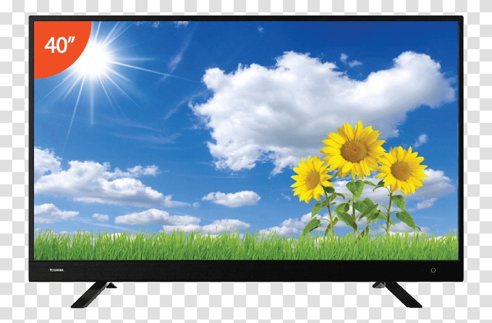 Hd Led Tv, Electronics, Outdoors, Plant, Screen Transparent Png