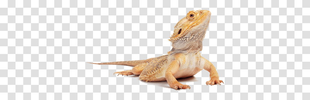 Hd Lizard Bearded Dragon, Reptile, Animal, Iguana, Gecko Transparent Png