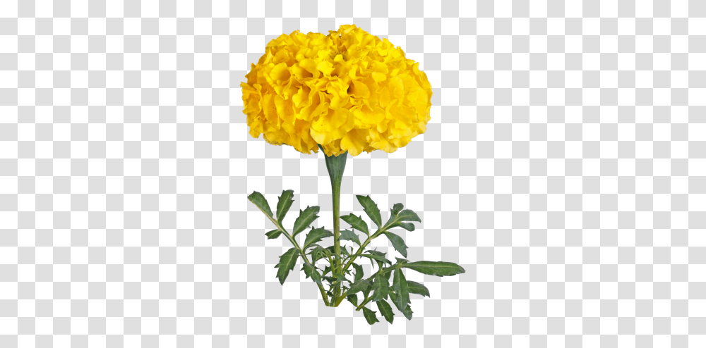 Hd Marigold Yellow Flowers Image Marigold Flower Hd, Plant, Geranium, Petal, Asteraceae Transparent Png