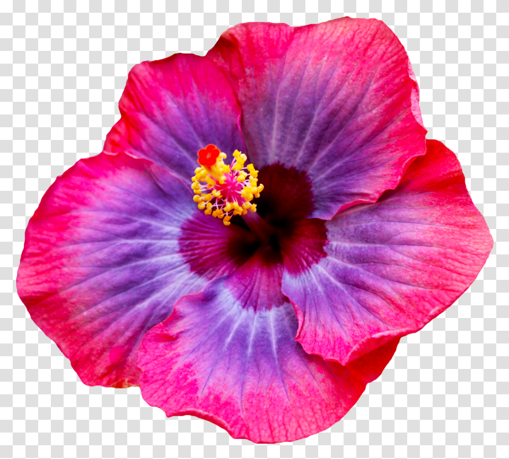 Hd Most Beautiful Flower Tri Coloured Hibiscus Full Size Hibiscus Flower, Plant, Blossom, Pollen, Geranium Transparent Png