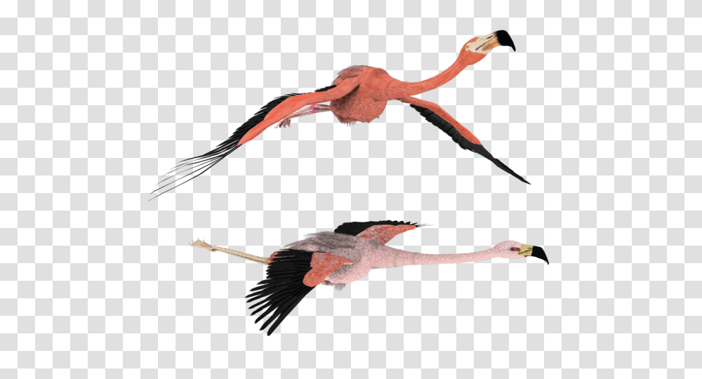Hd Of A Fly Hd Of A Fly Images, Bird, Animal, Flying, Flamingo Transparent Png