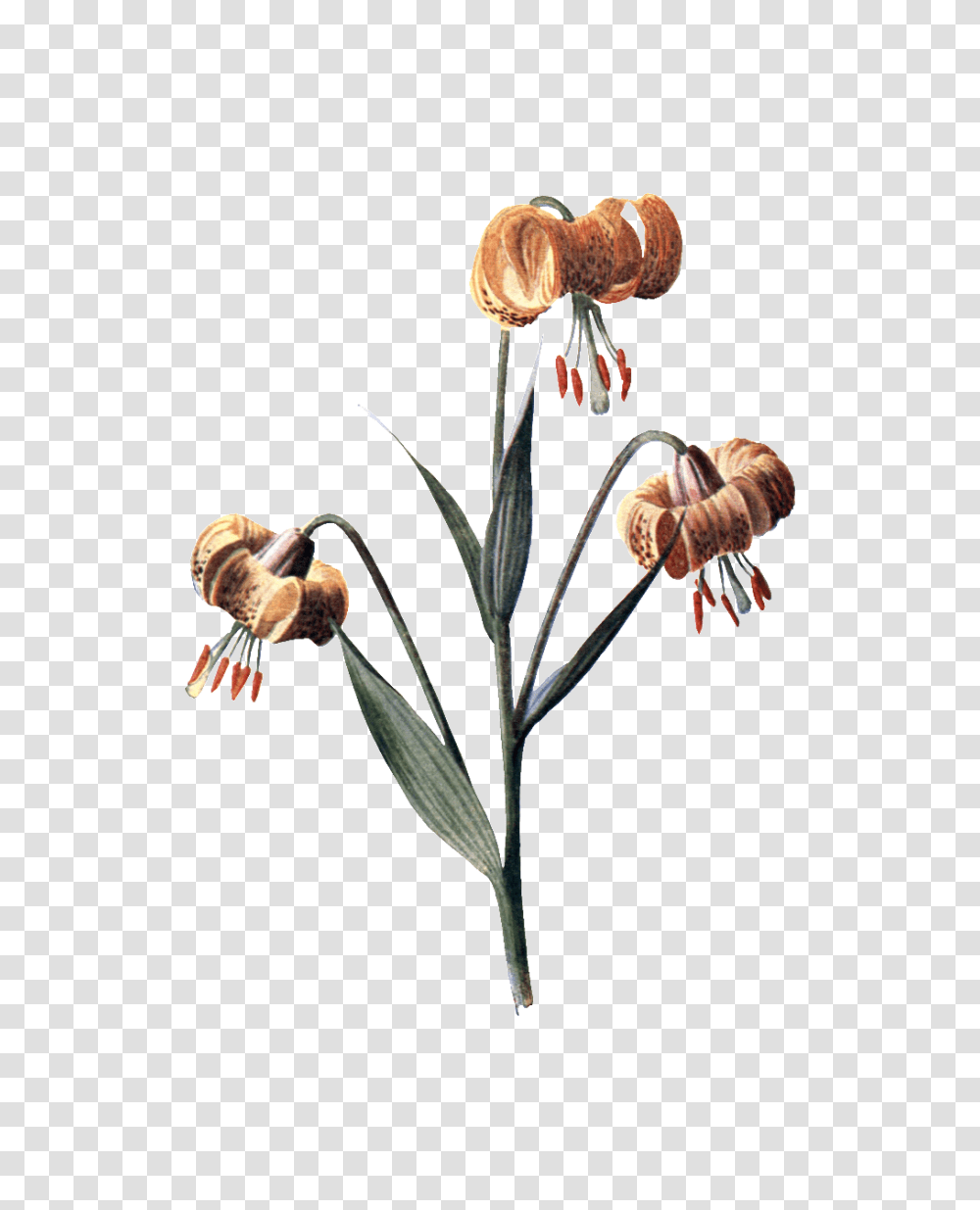 Hd Orchid Physical Element Design Free Download Vector, Plant, Flower, Flower Arrangement, Honey Bee Transparent Png