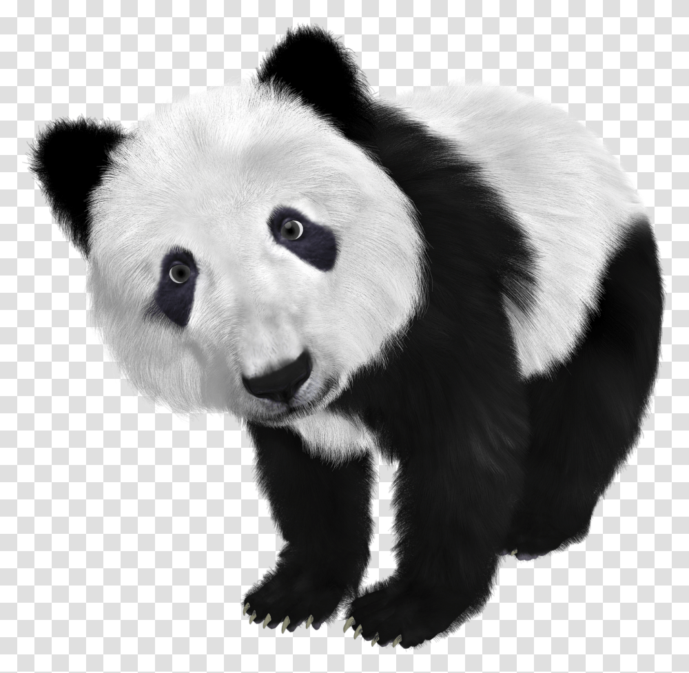 Hd Panda Black And White Color Animals, Mammal, Wildlife, Bear, Giant Panda Transparent Png