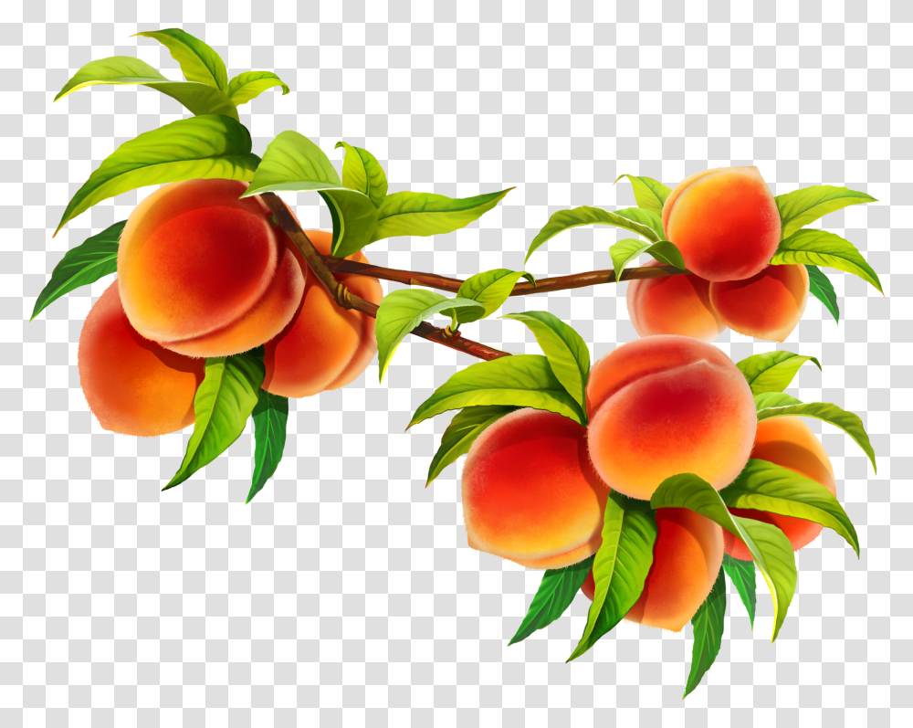 Hd Peach Fruit Image Free Download Peach Branch, Plant, Food, Produce, Apricot Transparent Png