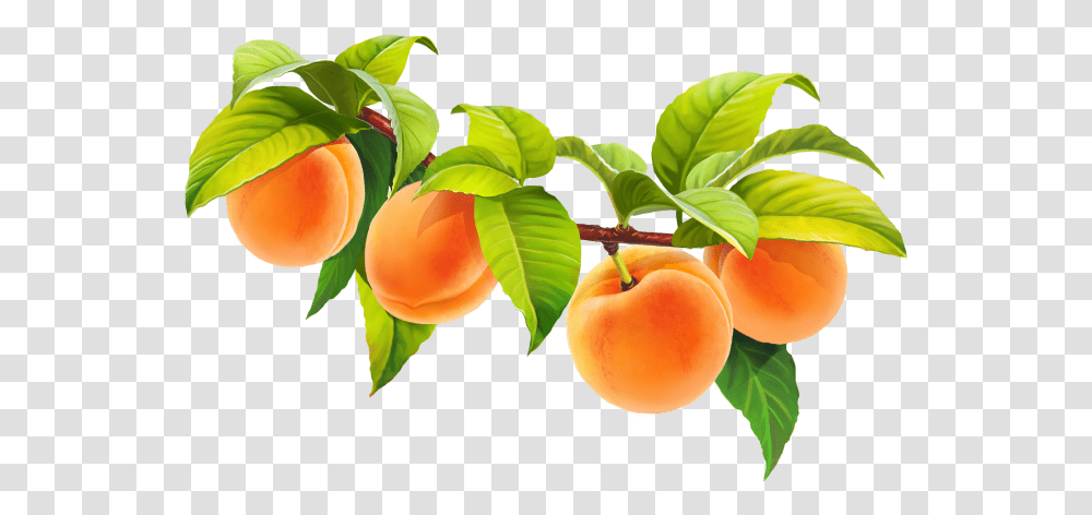 Hd Peach Fruit Image Free Download Tangerine, Plant, Food, Produce, Apricot Transparent Png