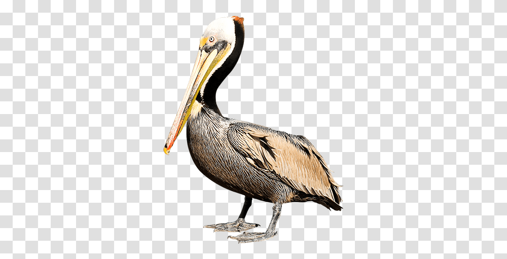 Hd Pelican Background Image Brown Pelican, Bird, Animal, Beak Transparent Png