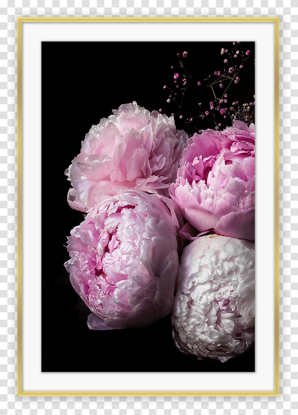 Hd Peonies Iphone, Plant, Flower, Blossom, Peony Transparent Png
