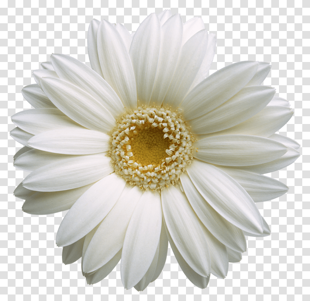 Hd Pic Flower Gerbera, Plant, Daisy, Daisies, Blossom Transparent Png