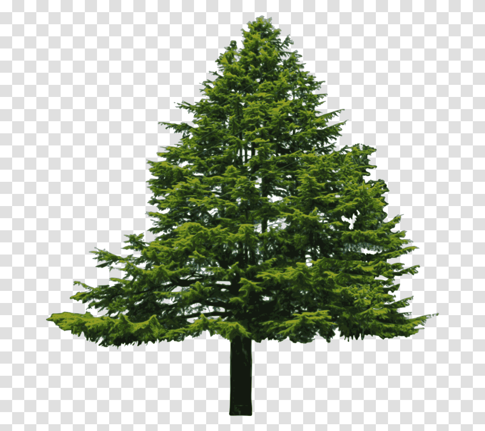 Hd Pine Tree Vector Clip Art Photos Background Pine Tree, Plant, Christmas Tree, Ornament, Fir Transparent Png