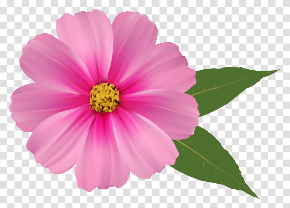 Hd Pink Daisy Clipart Pink Flower, Plant, Pollen, Petal, Blossom Transparent Png