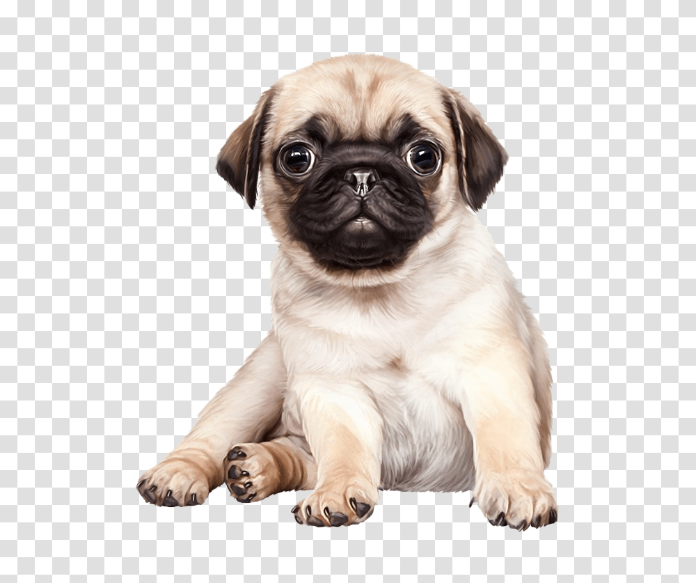 Hd Pug Background Cute Pug Dog, Pet, Canine, Animal, Mammal Transparent Png