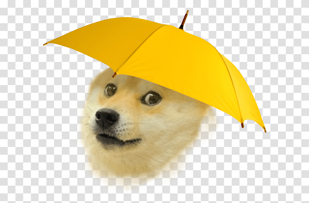 Hd Rain Doge Image Dog Meme, Clothing, Apparel, Coat, Baseball Cap Transparent Png